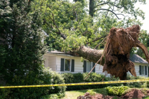 Emergency Tree Removal Services in San Antonio - Call 210-899-6882 24/7