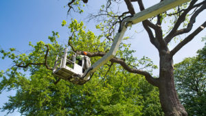 Tree Trimming Services in San Antonio, Texas - 210-899-6882