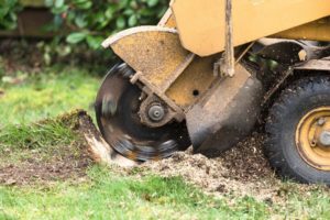 Stump Grinding and Stump Removal in San Antonio - San Antonio Stump Grinding